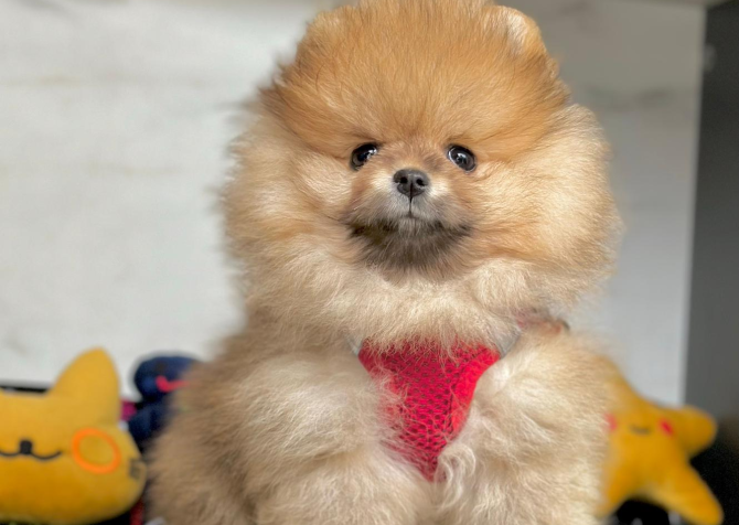 Safkan Pomeranian Boo Bebekler